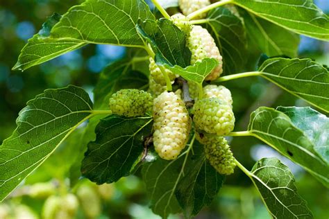 mulberry leaf onde comprar